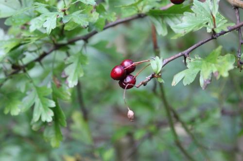 1 crataegus monogyna romi 22 oct 2014 066.jpg