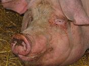 porc… rien cantine Lagny-le-Sec