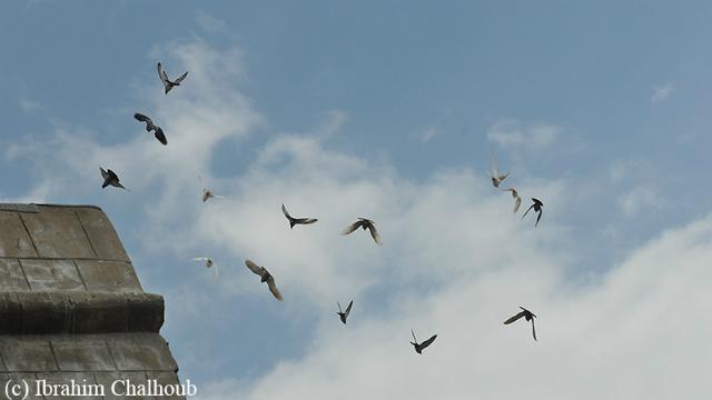 Photo (c) Ibrahim Chalhoub