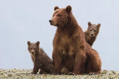 Disneynature's BEARS