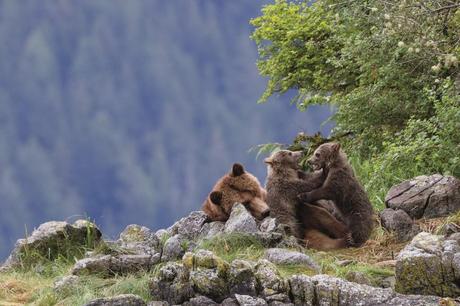 Disneynature's BEARS