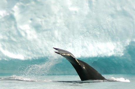 Antarctique : plongée avec les phoques, les baleines et... sur Thalassa