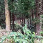 Accrobranche à la Réunion : la Forêt de l’Aventure