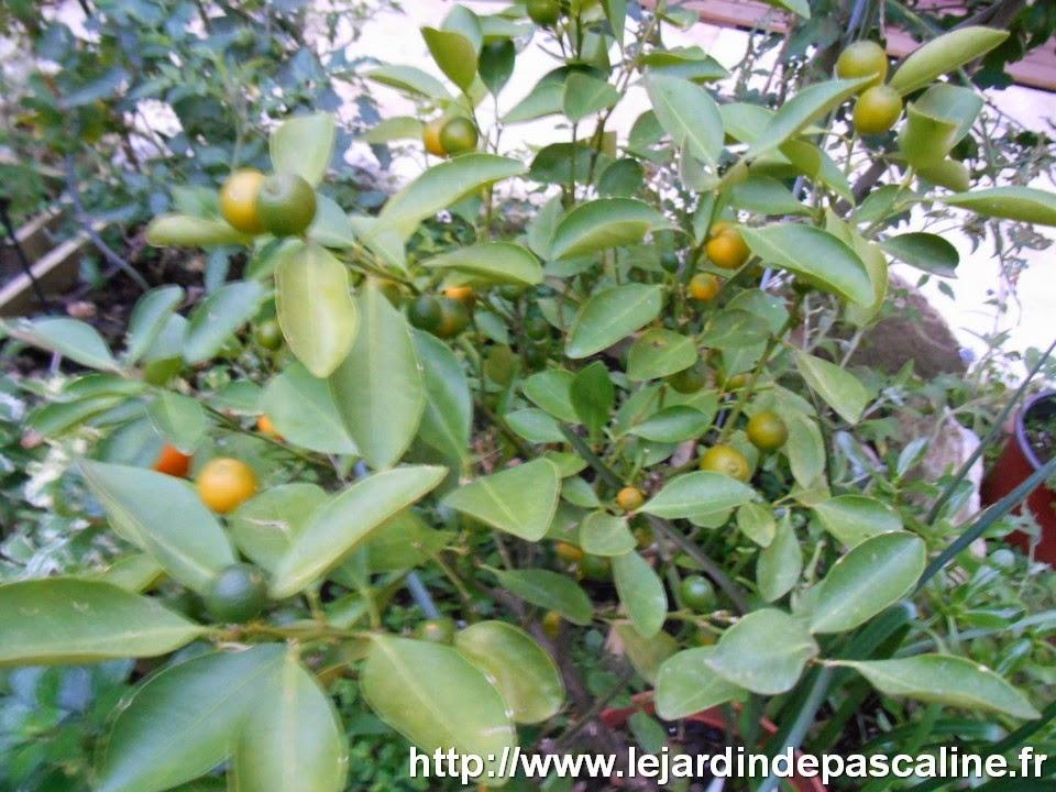 Calamondin en fruit !