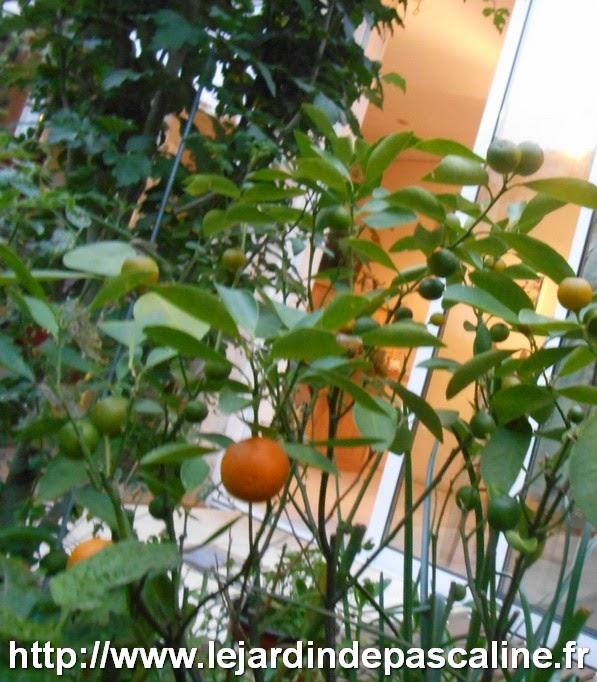 Calamondin en fruit !