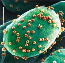 NEURO: Un virus de l'algue verte vient grignoter notre cerveau – PNAS