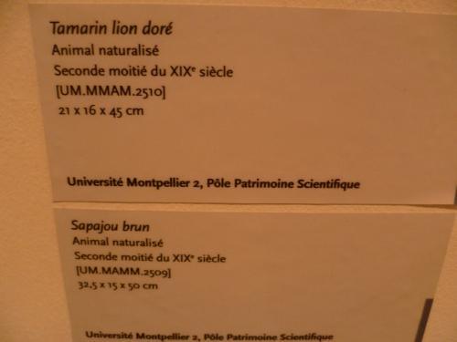 culture,histoire,université,montpellier,du savoir à la lumière