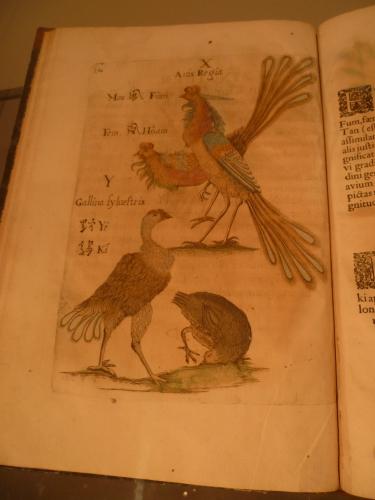 culture,histoire,université,montpellier,du savoir à la lumière