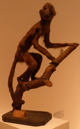 culture,histoire,université,montpellier,du savoir à la lumière