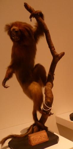 culture,histoire,université,montpellier,du savoir à la lumière