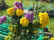 chrysanthèmes sont destinés qu'aux cimetières