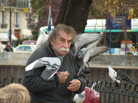 pigeons paris