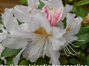 Marcottage Rhododendron