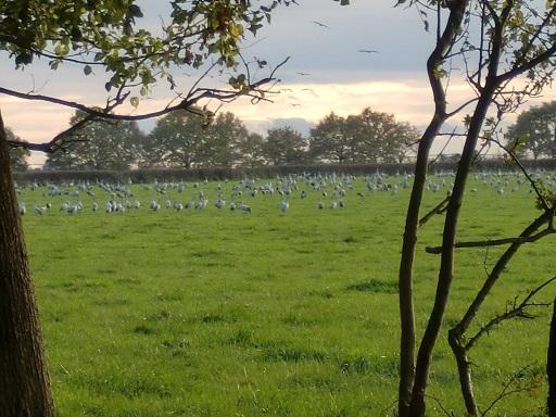 Les grues poussent dans les champs de maïs !