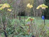 Colorations d'automne