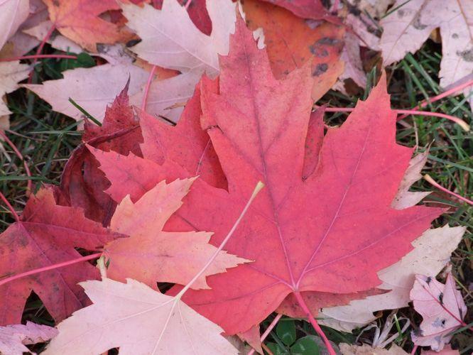 Canada - Couleurs d'automne