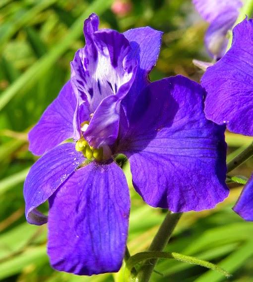 Belle bleue des Alpes