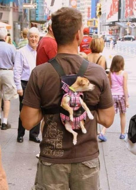 Multi-functional-pet-carrier-pet-backpacks-dog-sac-a-dos-chien-mogwaii (9)