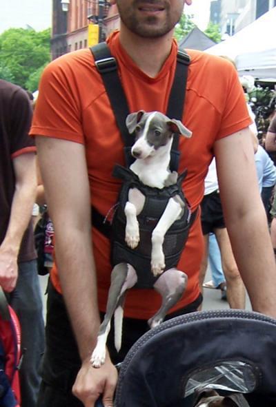 Multi-functional-pet-carrier-pet-backpacks-dog-sac-a-dos-chien-mogwaii (36)