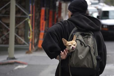 Multi-functional-pet-carrier-pet-backpacks-dog-sac-a-dos-chien-mogwaii (26)