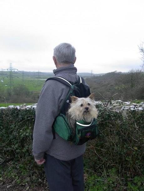 Multi-functional-pet-carrier-pet-backpacks-dog-sac-a-dos-chien-mogwaii (21)