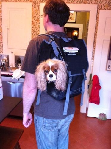Multi-functional-pet-carrier-pet-backpacks-dog-sac-a-dos-chien-mogwaii (4)