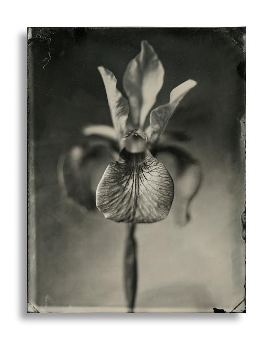 Dave King – Iris – Quarter Plate Black Perspex Ambrotype