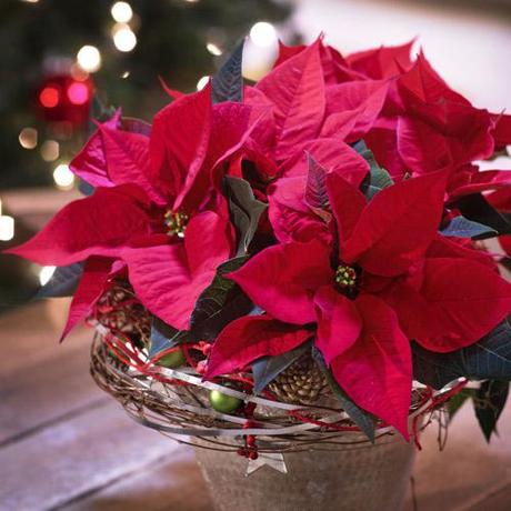 STARS FOR EUROPE : Pour fêter l’étoile de Noël le 12 décembre en France, fleuristes, jardineries et producteurs-détaillants ont instauré la journée nationale du Poinsettia