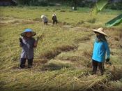 Udonthani: novembre 2014. Ramassage