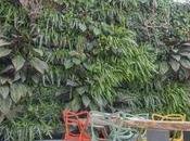 Nouveau végétal d'intérieur