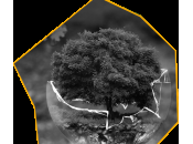 Comment saisir l’opportunité stratégique biodiversité