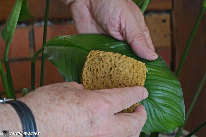 Éliminer la poussière des feuilles avec une éponge humide
