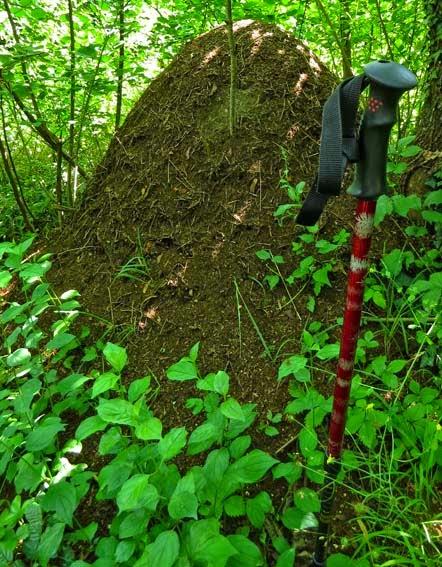 Impressionnante construction des fourmis rousses des bois