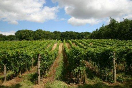Pierre Guigui « Les vins bio sont meilleurs parce que les viticulteurs y ont une façon de penser liée au respect de l’environnement »