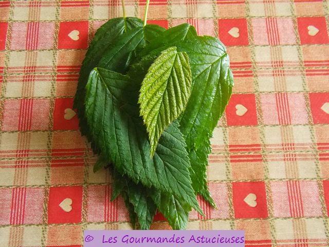 Des Framboises et une infusion de feuilles de framboisier fraîche en Novembre !