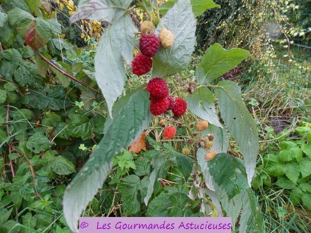 Des Framboises et une infusion de feuilles de framboisier fraîche en Novembre !