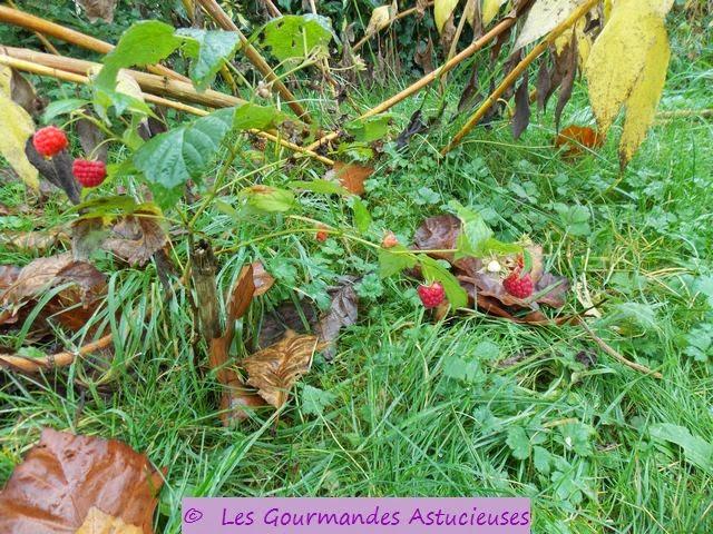 Des Framboises et une infusion de feuilles de framboisier fraîche en Novembre !