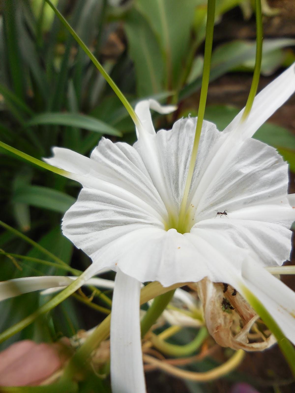 petit vrac du jardin