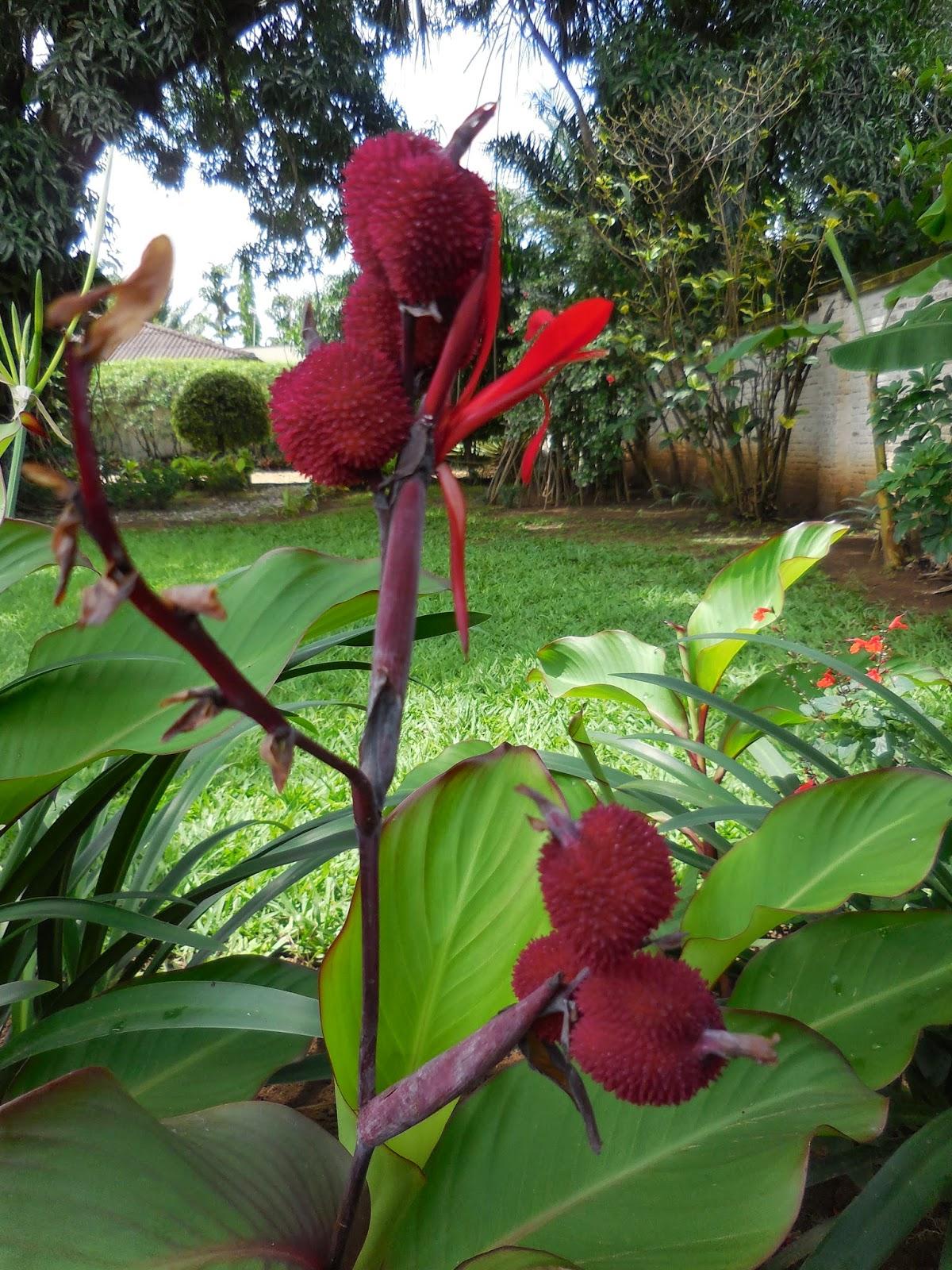 petit vrac du jardin