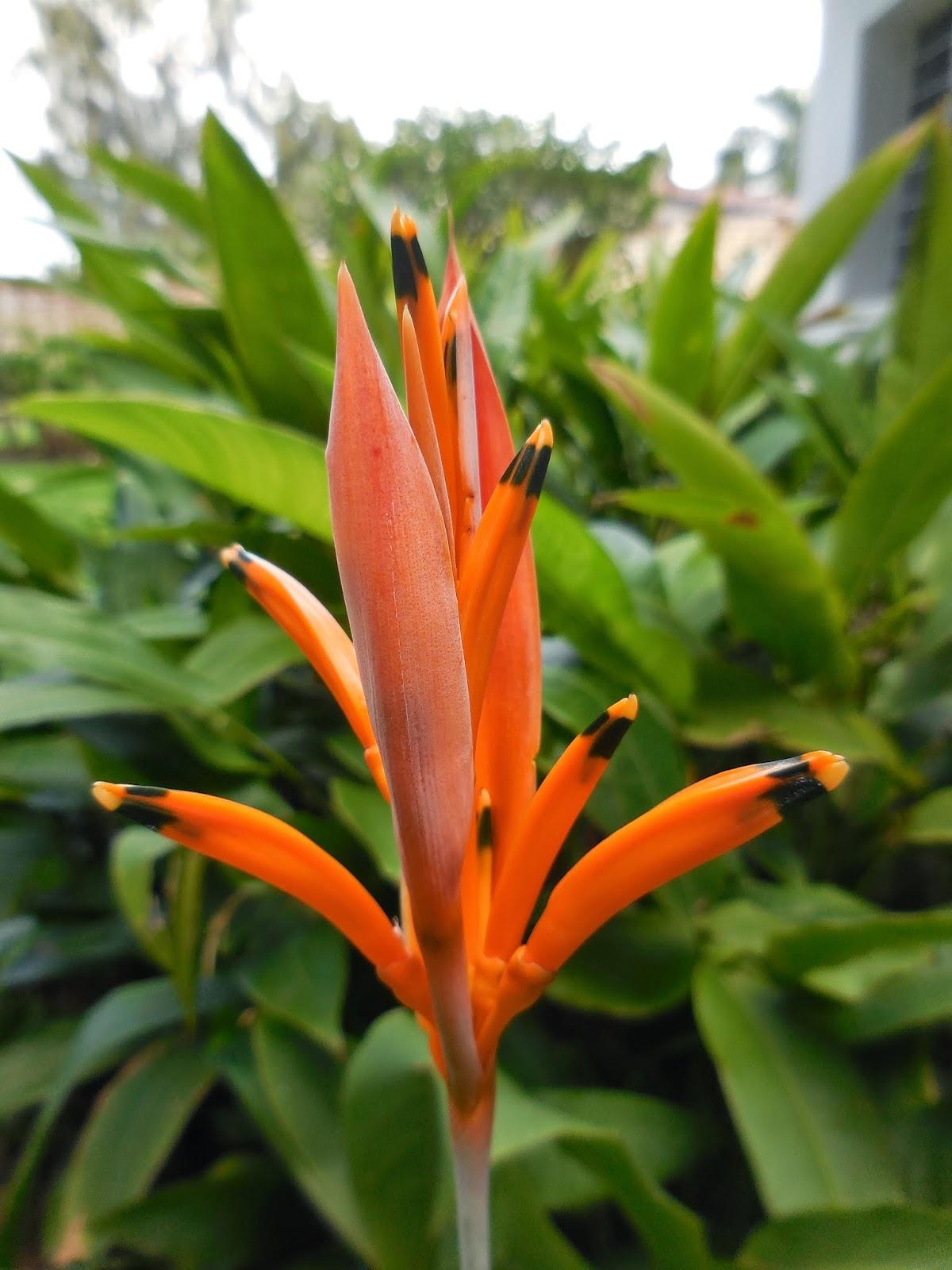 petit vrac du jardin