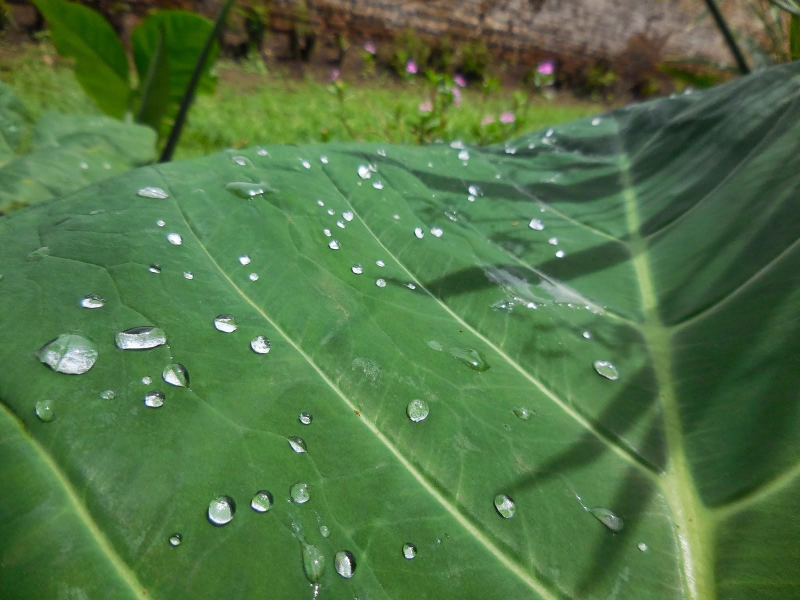 petit vrac du jardin