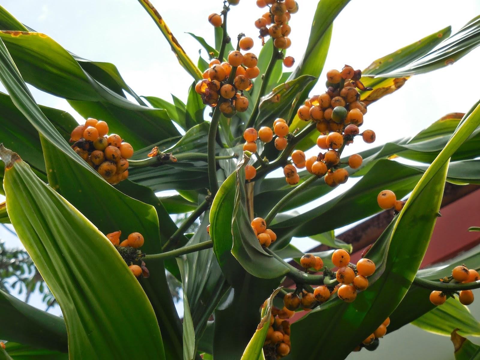 petit vrac du jardin