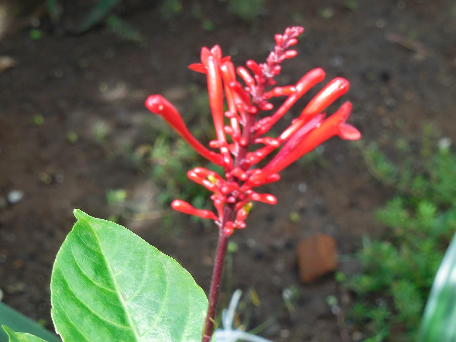 petit vrac du jardin
