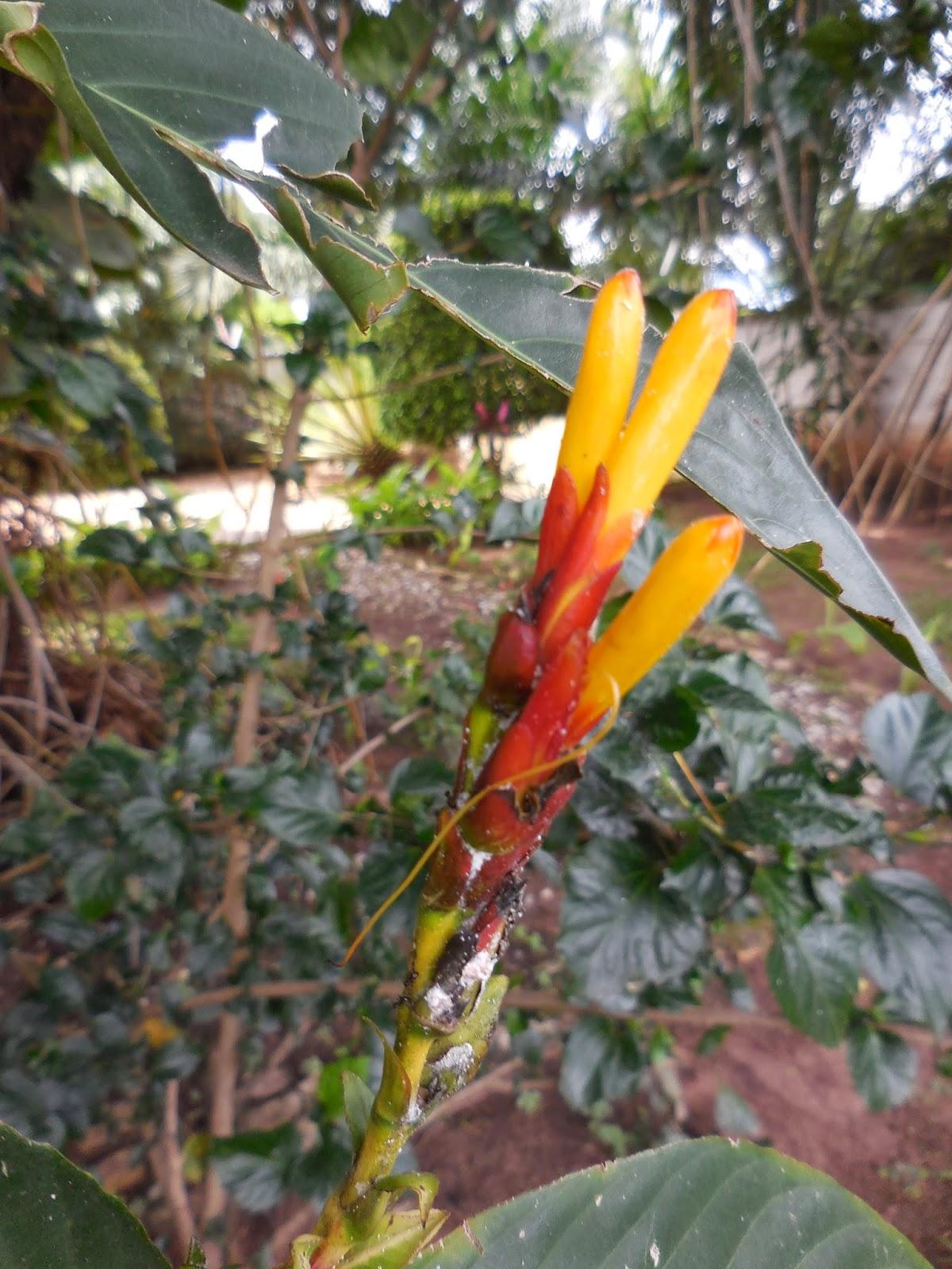 petit vrac du jardin