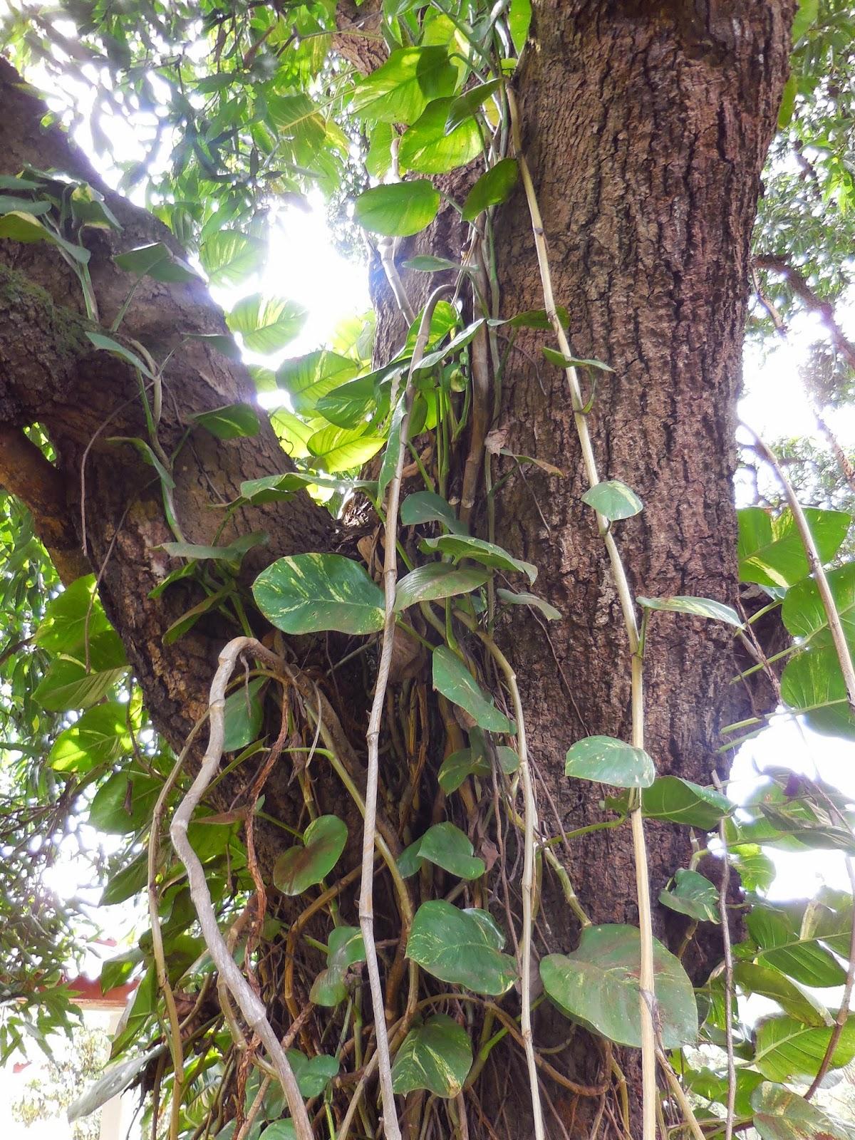 petit vrac du jardin