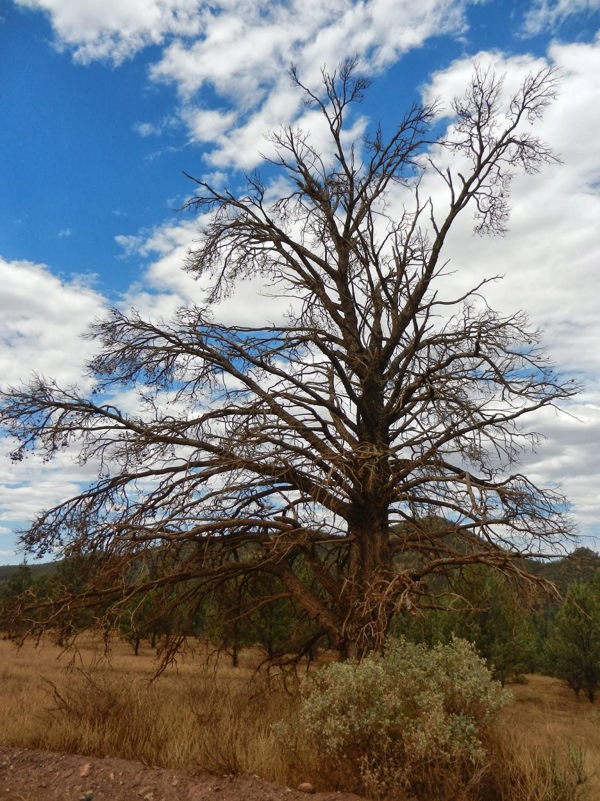 Un petit gout d'Australie contre un petit bout de paradis.