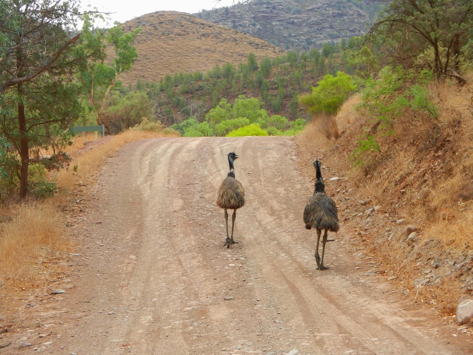 Un petit gout d'Australie contre un petit bout de paradis.