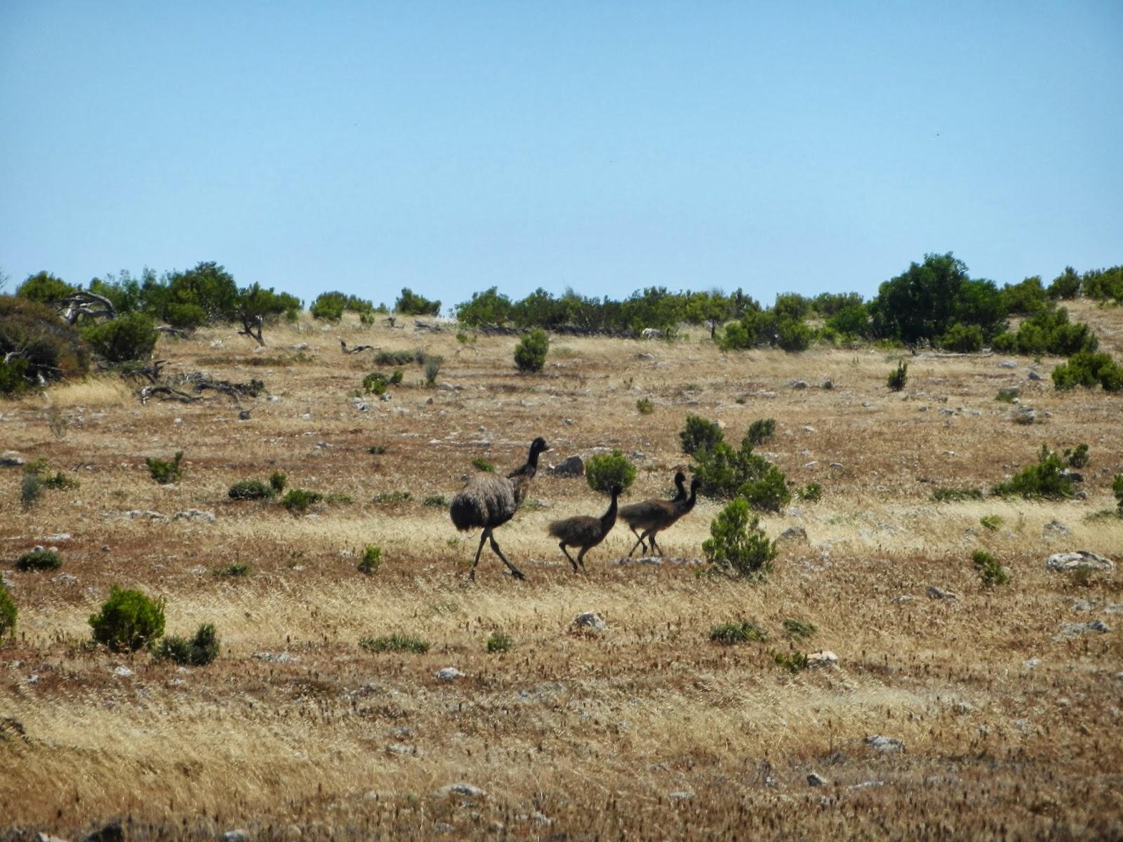 Un petit gout d'Australie contre un petit bout de paradis.