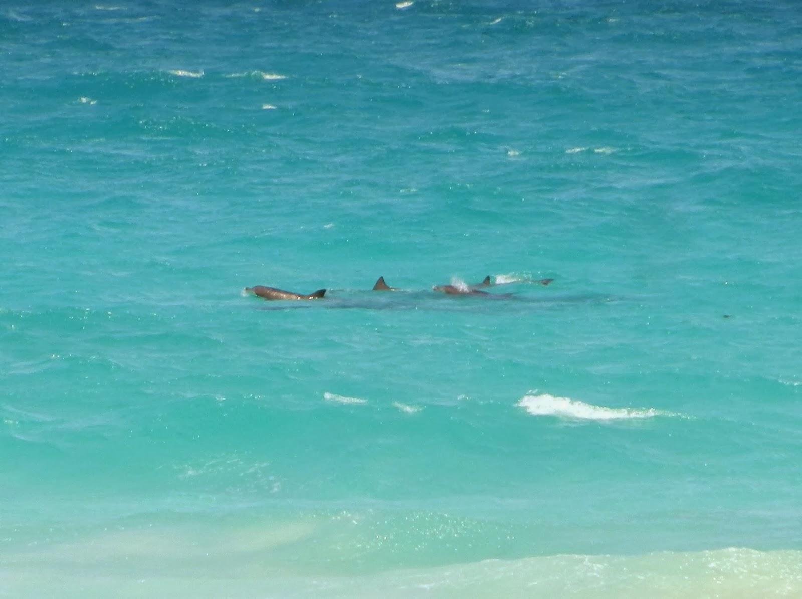 Un petit gout d'Australie contre un petit bout de paradis.