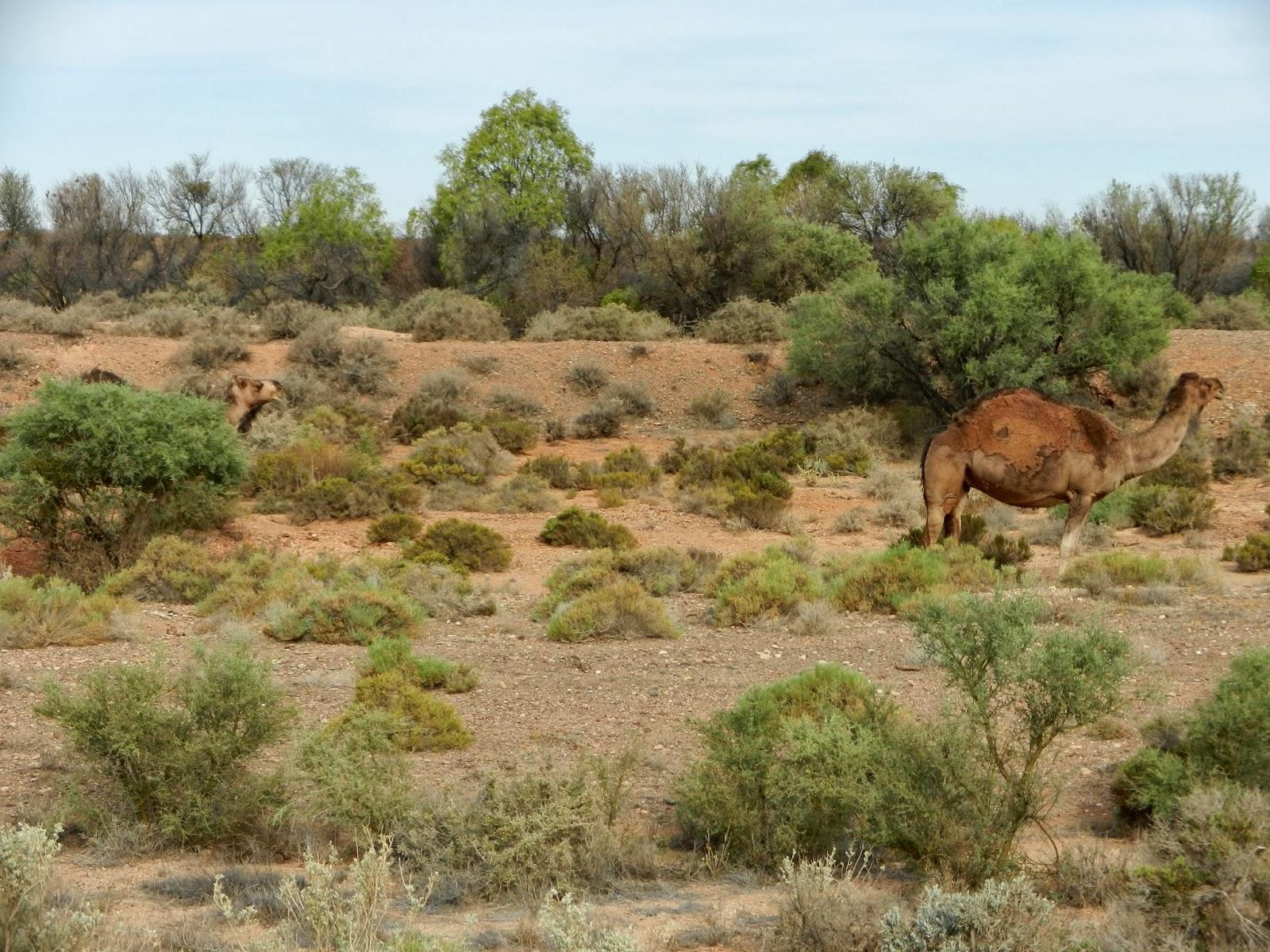 Un petit gout d'Australie contre un petit bout de paradis.